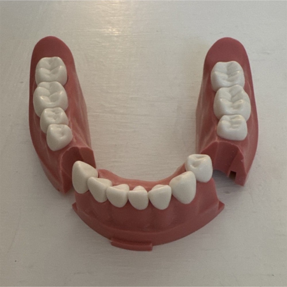 ModuPRO Lower Jaw Section with Removable Teeth and Metal Plates, Dentistry