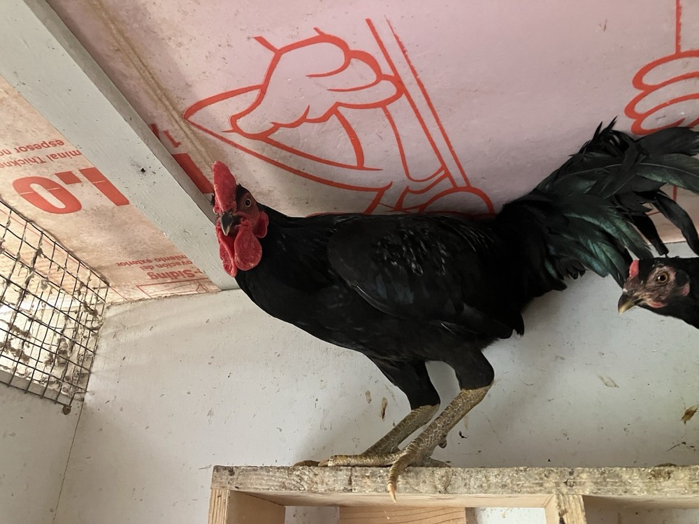 12 Black Peruvians Hatching Eggs