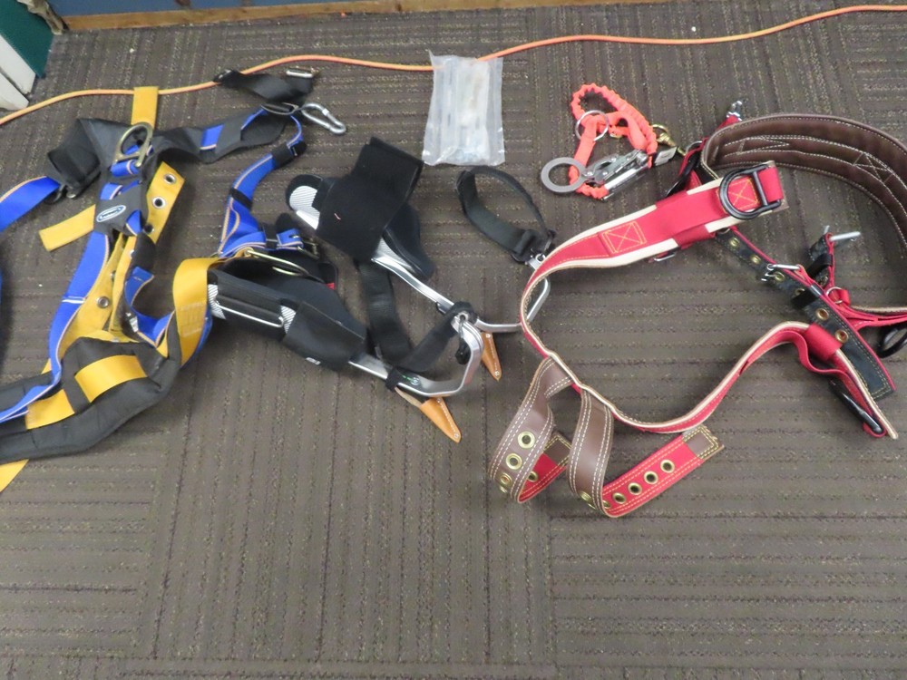 Notch Gecko - Tree Spikes -