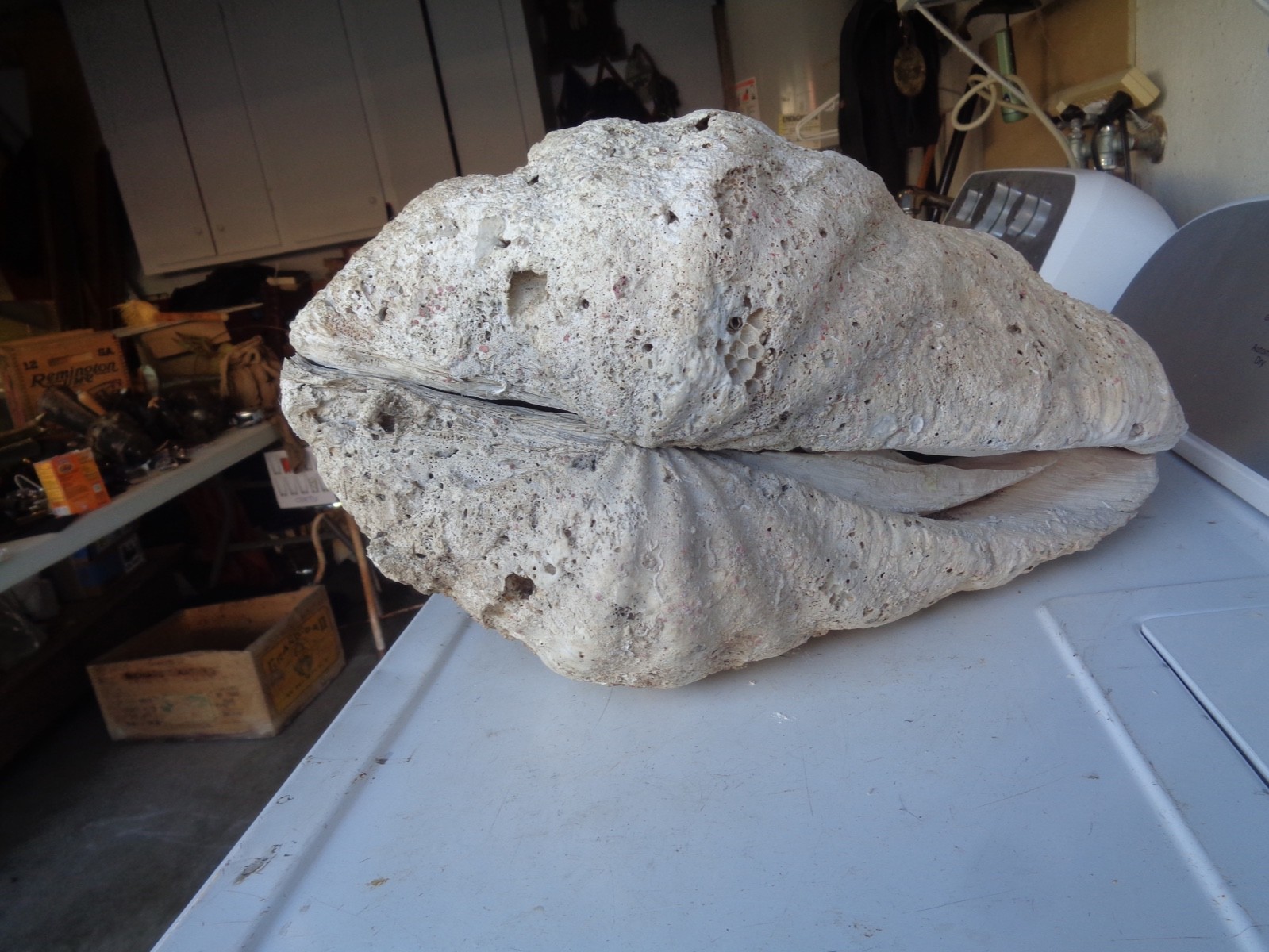 Tridacna Gigas Clam Shell Set Beautiful Matching Pair Giant Old Nautical Shells