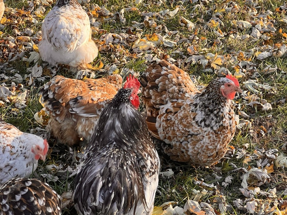 Bantam Cochin Hatching Eggs 12 ++ Assorted Colors NPIP