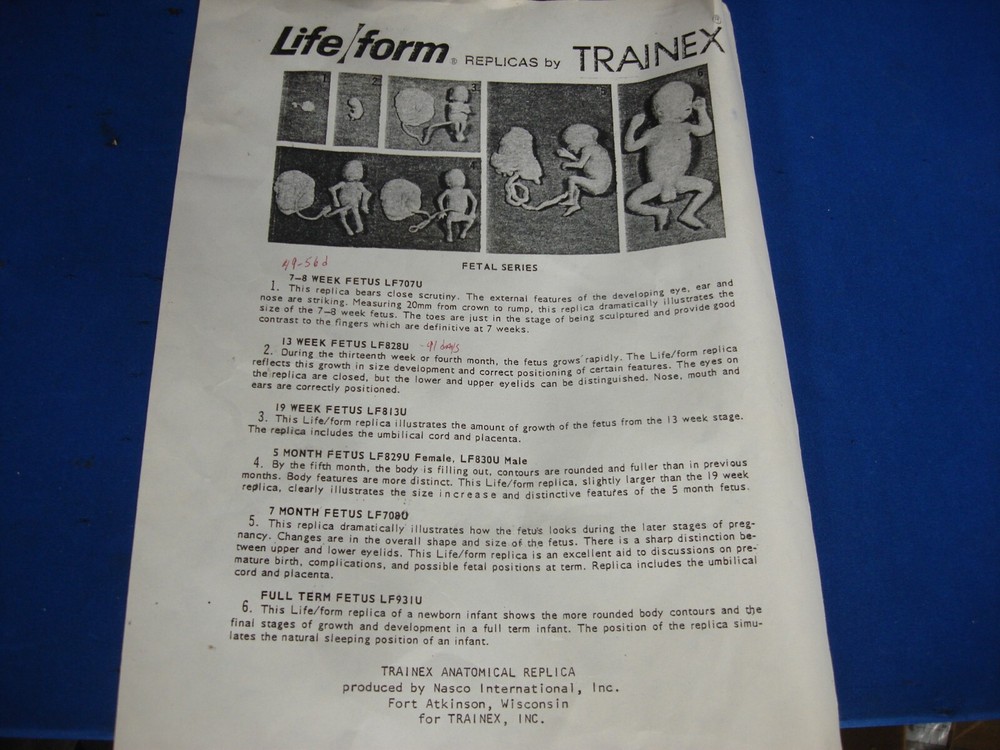 Vintage Trainex Fetal Development Trainer
