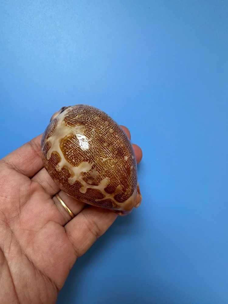 73.5mm | Cypraea Mappa |F+++ GEMS | Nice pattern