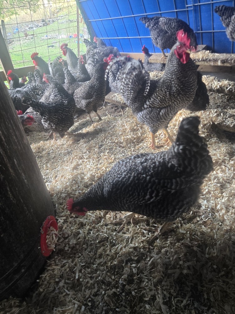 Barred Rock Hatching Eggs-12 Plus 2 Extra