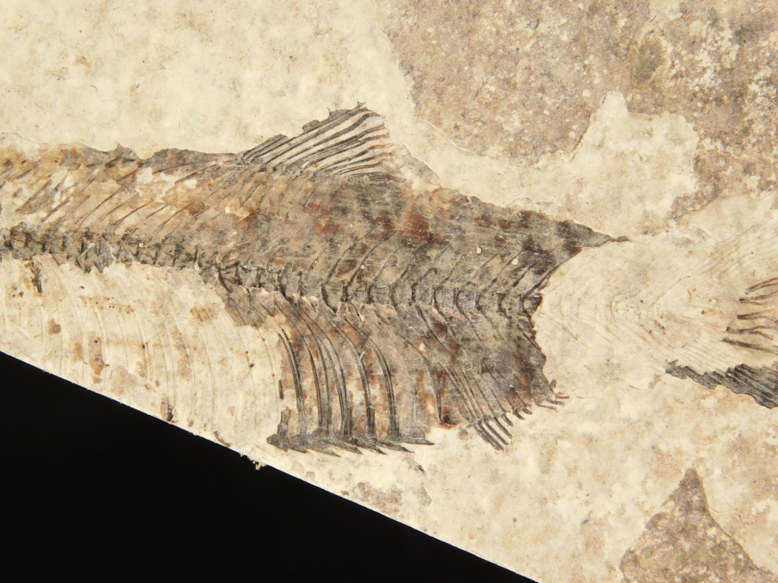 THREE! 50 Million Year Old Knightia FISH Fossils From Fossil LAKE Wyoming 355gr