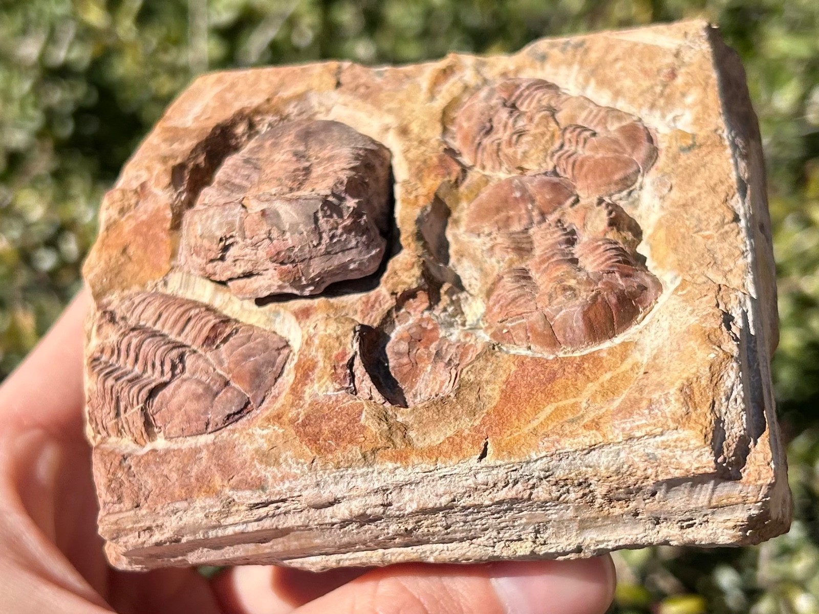 China Fossil Trilobites Multi Plate Ductina vietnamica Devonian Bugs in Matrix