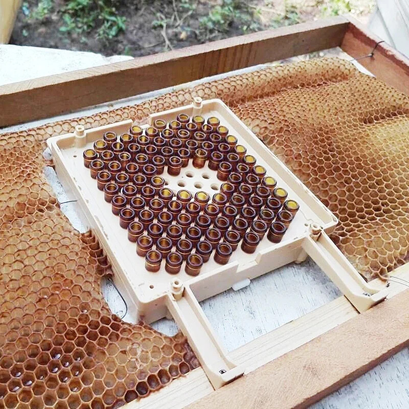 Beekeeping Queen Rearing System Incubation System Box Cage Holder Plastic Cup