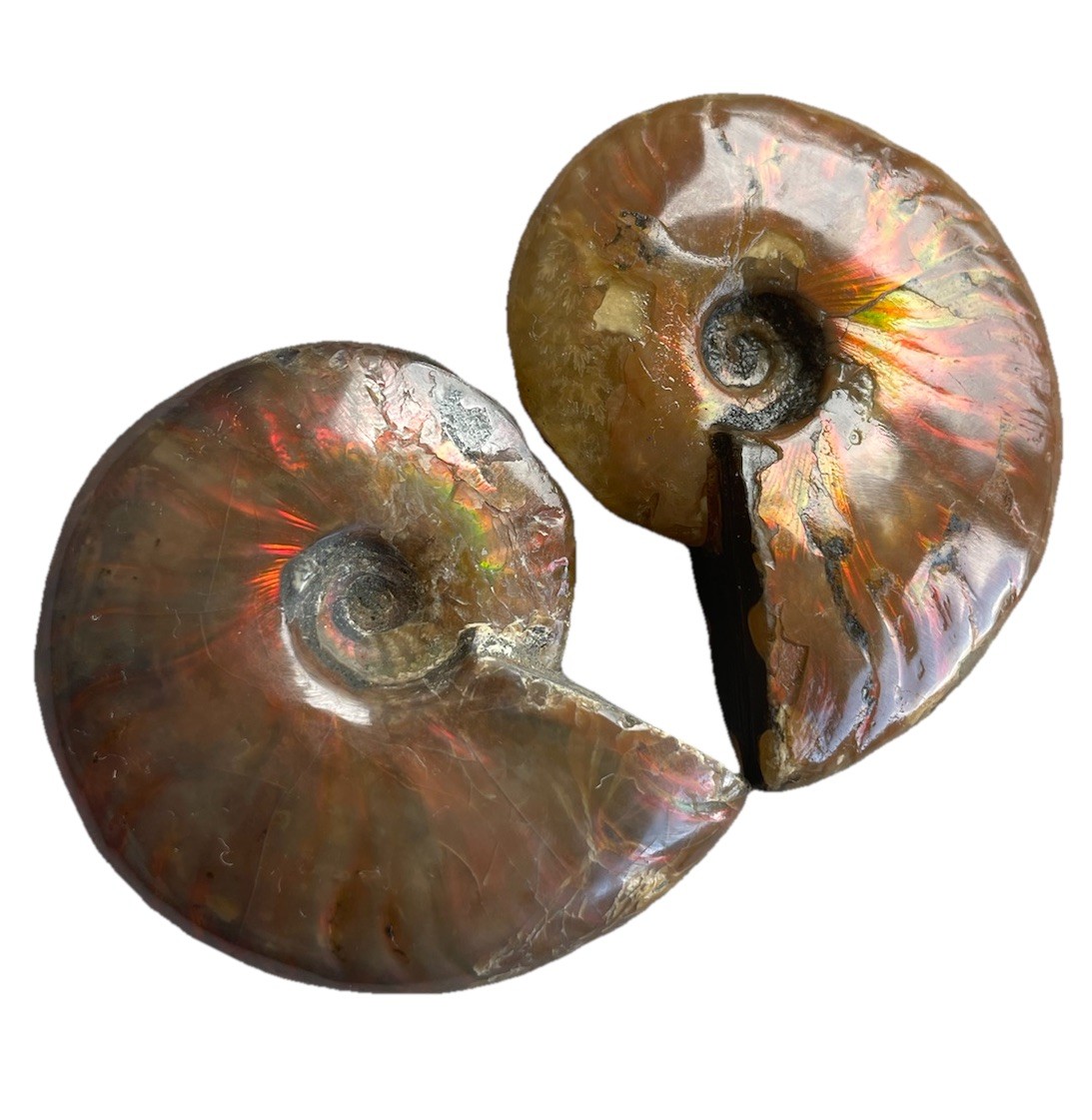 Pair Of Opalized Ammonite Fossils From Madagascar Colorful Fossil Specimens