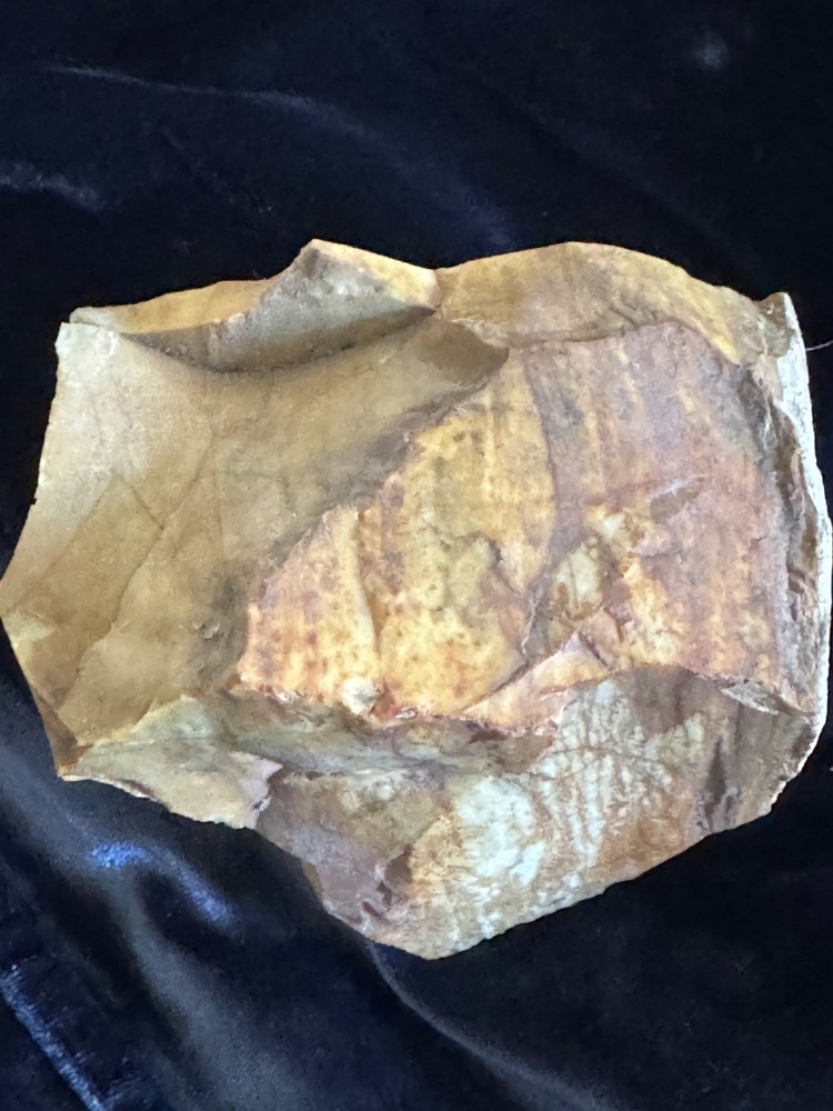 Petrified Wood