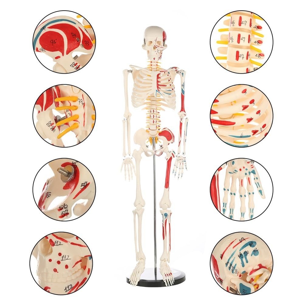 Articulated 33" Human Skeleton Model - Scientific Study, Numbered Muscle Points