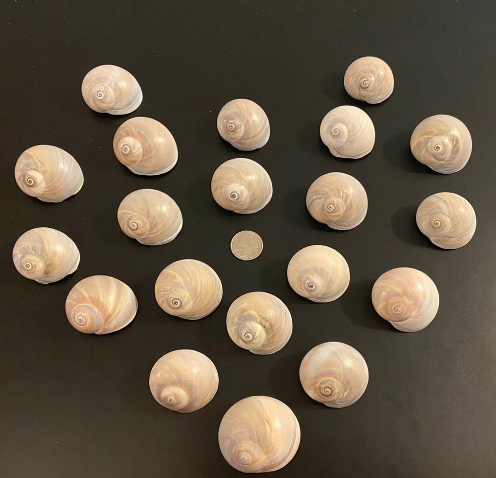 5 Large Shark Eye Shells No Extraction Holes!!!