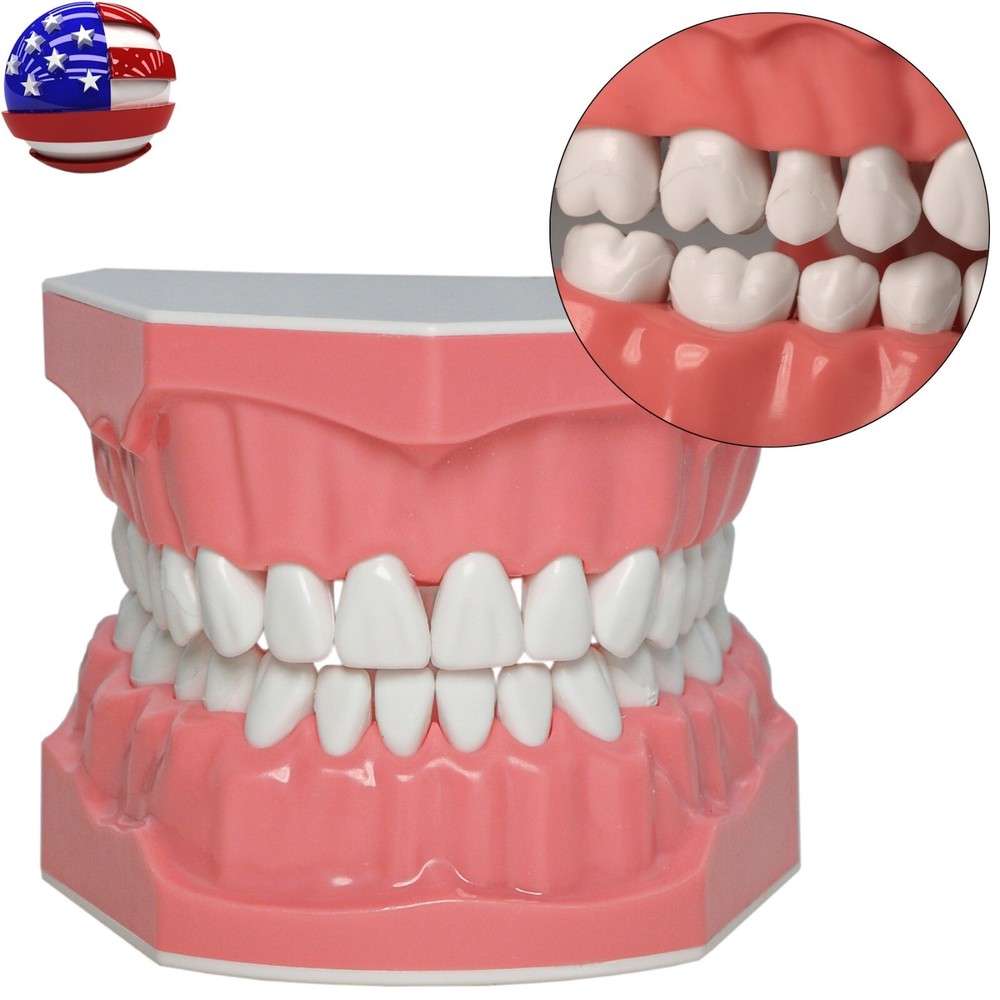 US Dental Typodont Demo Teeth Model1:1 Brushing Flossing Teaching Practice Study