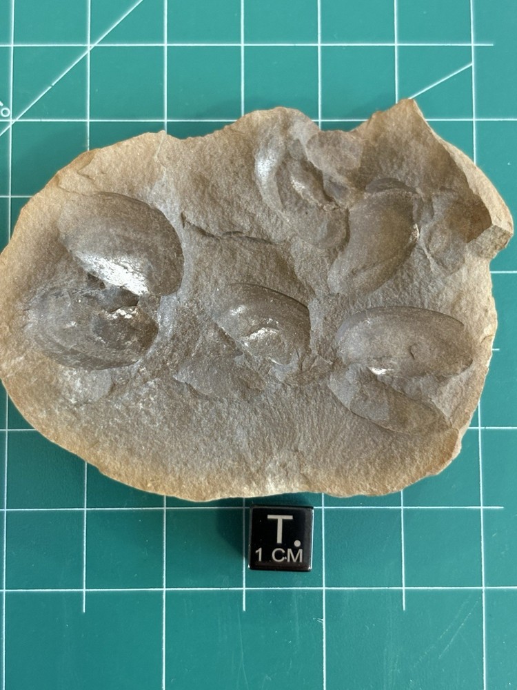 Mazon Creek- Multiple Mazonomya mazonensis concretion- Braidwood, Illinois