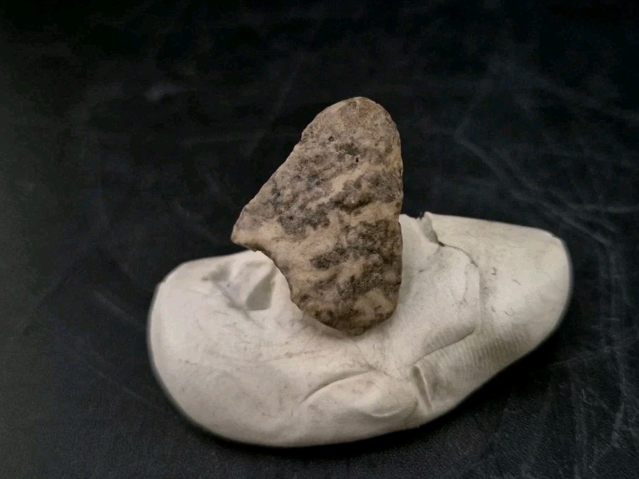 Fossil Dinosaur Permineralized Tooth T-rex 🦖