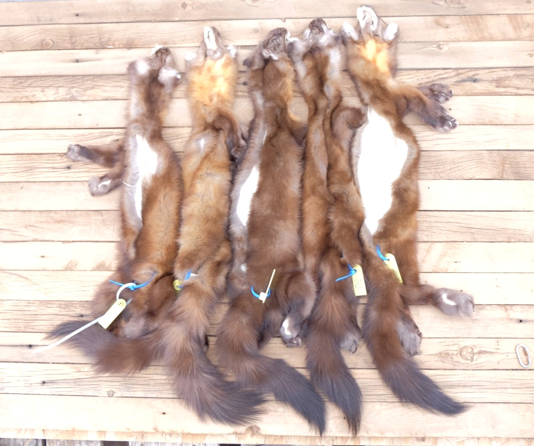 XL Pine Marten Pelts Tanned Fur -Top Taxidermy Quality- Soft Tanned