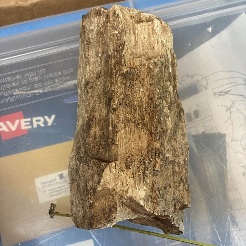 petrified wood rough