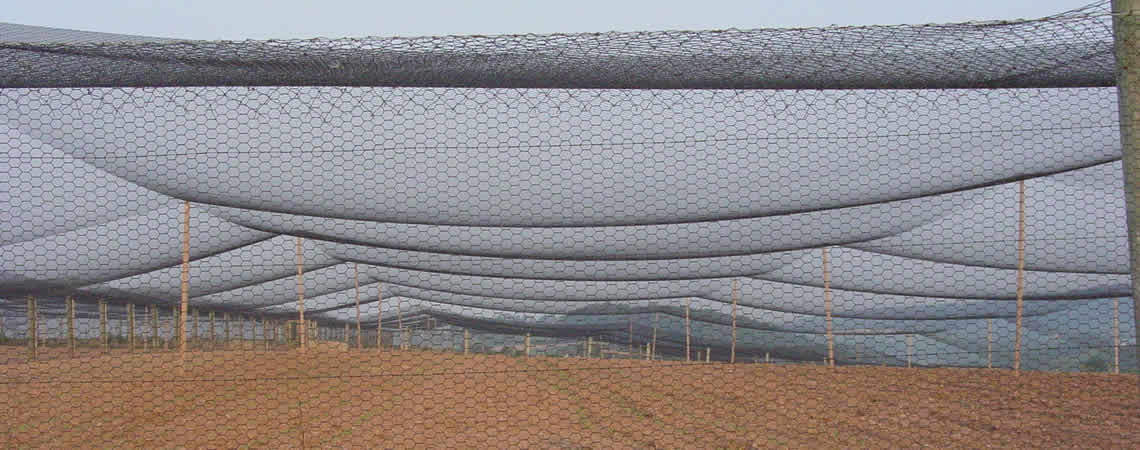 Poultry Netting 50' x 100' 2" Heavy Knotted Aviary Hawk Stop Bird chicken Net