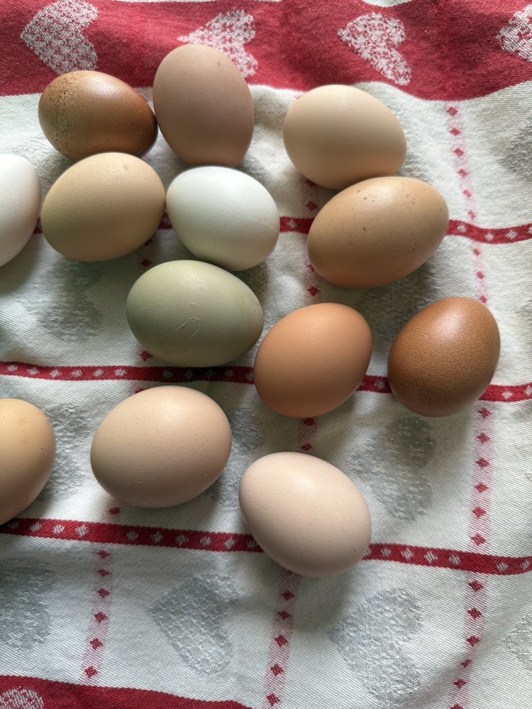 Barnyard Chicken Hatching Eggs 12 Pack