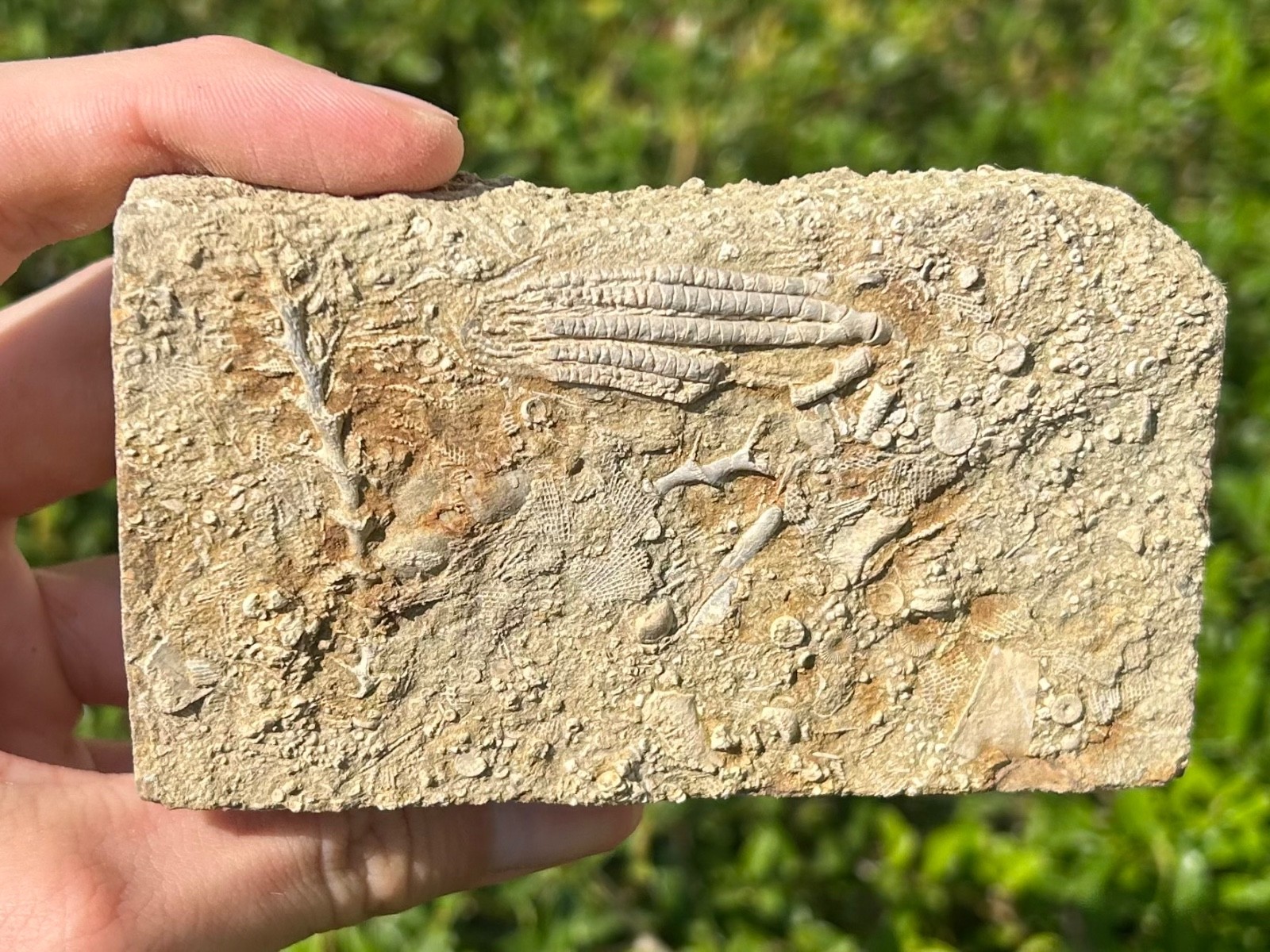 Fossil Crinoid in Matrix Aphelecrinus bayense Rare Alabama Mississippian Age