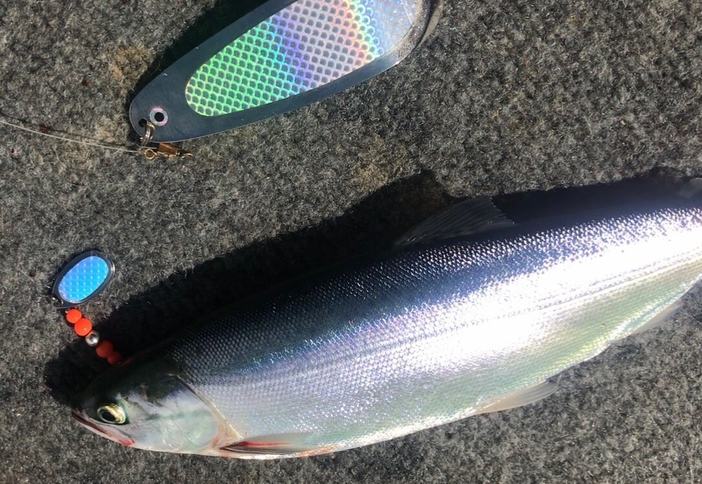 Kokanee Dodger: “SILVER PRISM" / nickel