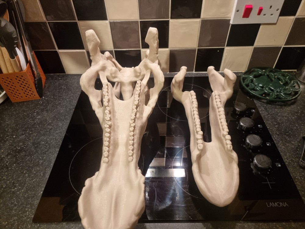 Iguanodon Replica Skull Large Dinosaur Skull Model