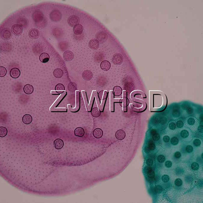 100pcs Glass Prepared Basic Science Microscope Slides Sample Biology Pathology