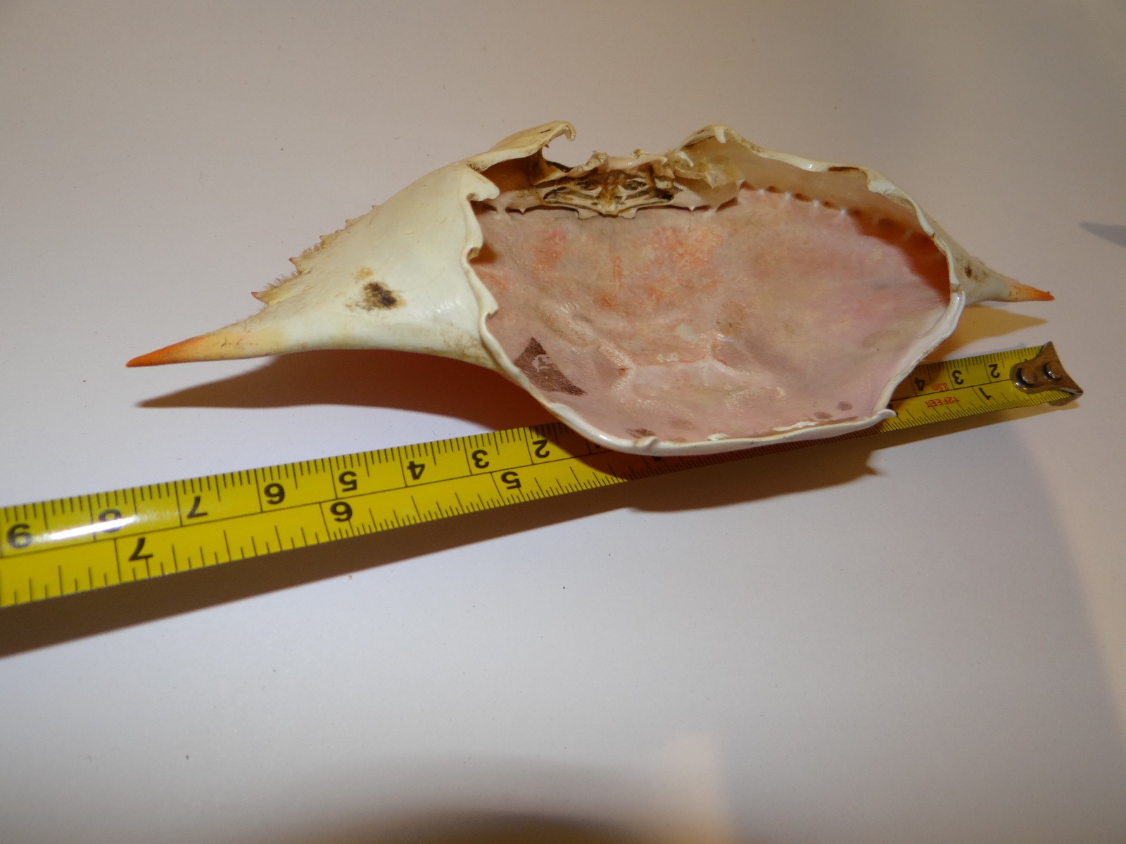 6- XL Chesapeake Bay Blue Crab Shells Sun Dried 7” ARTS CRAFTS CULINARY