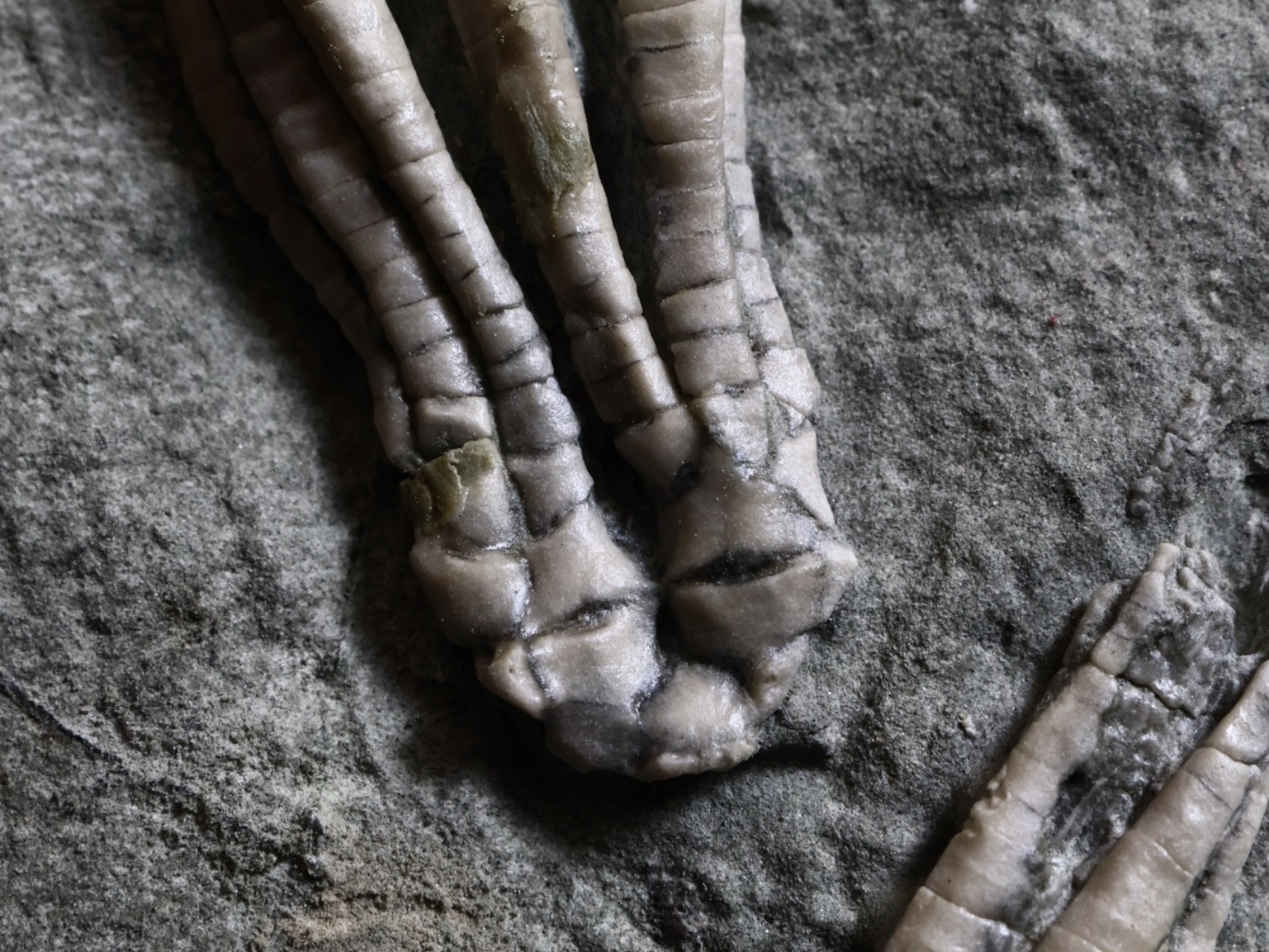 Two Scytalocrinus decadactylus Fossil Crinoids, Crawfordsville, Indiana