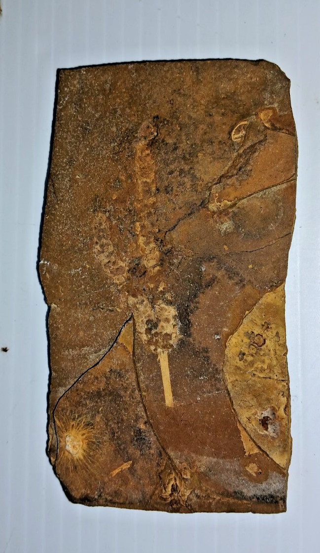 Siphusauctum Gregarium Fossil?