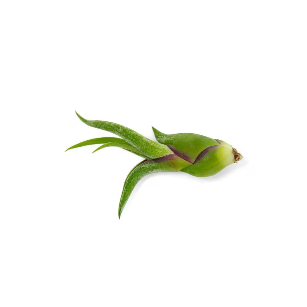 Air Plants Assorted (6-Pack)