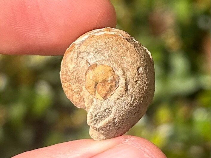 Oklahoma Fossil Goniatite Glaphyrites hyattianus Pennsylvanian Age Ammonite