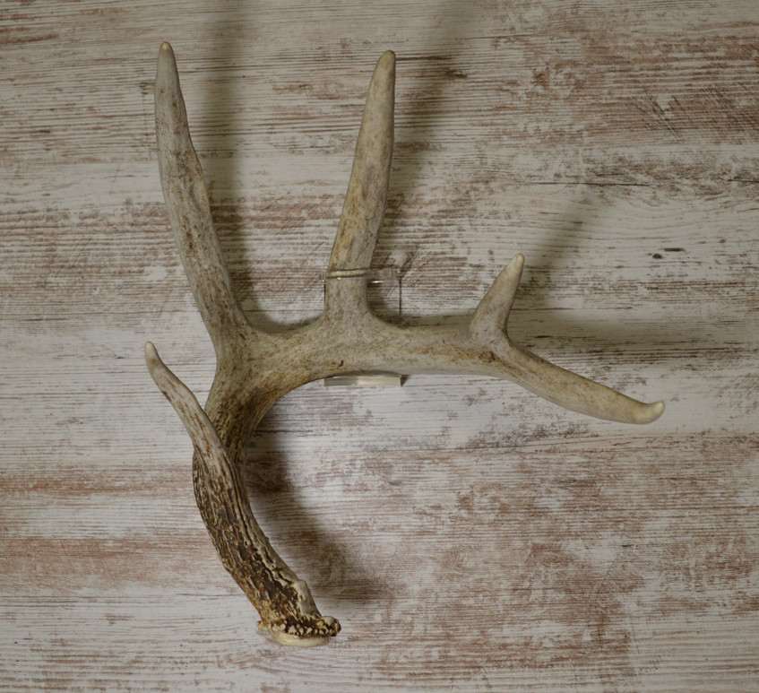 TOUGHRAK Invisible Shed Antler Display