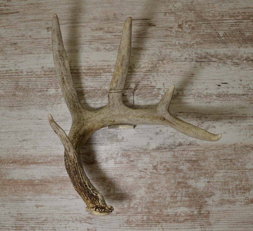 TOUGHRAK Invisible Shed Antler Display