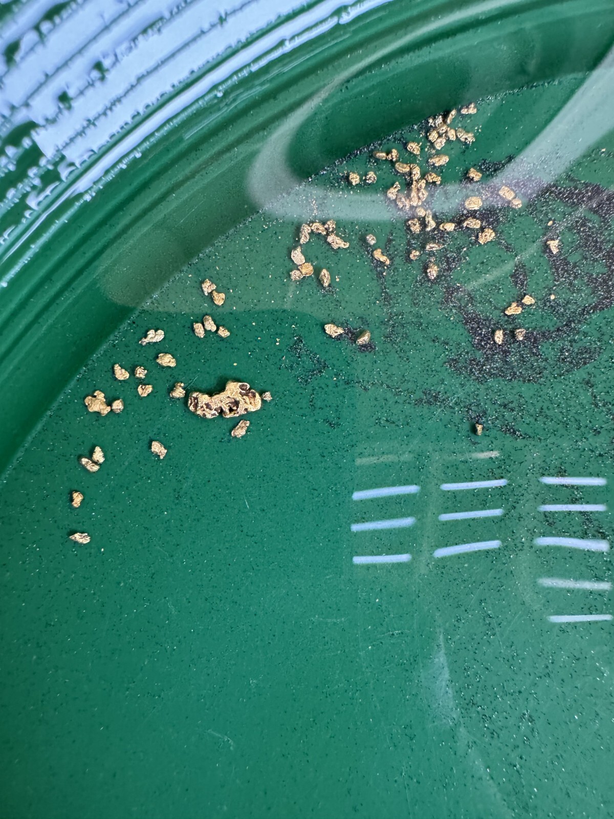 Yuba River Gold Unsearched Paydirt Plus Added Gold Straight from the River rich