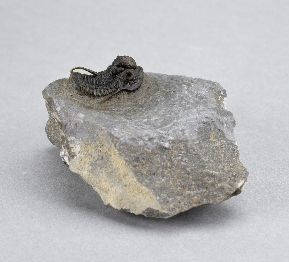 Fine trilobite Cyphaspis sp.