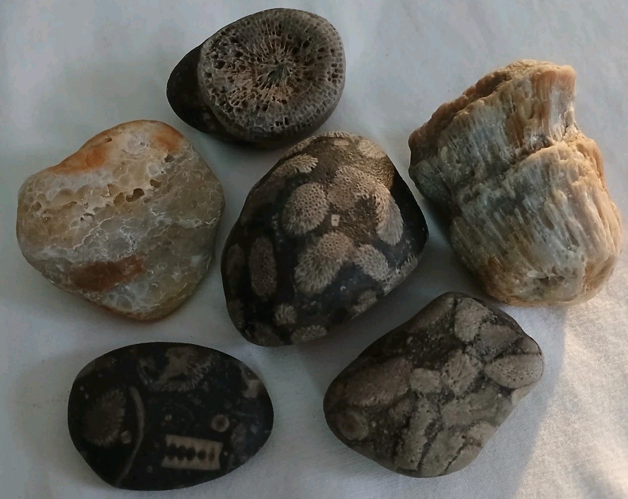 6 pc Lake Michigan Fossils Lot • 1 lb Unpolished Natural Beach Finds