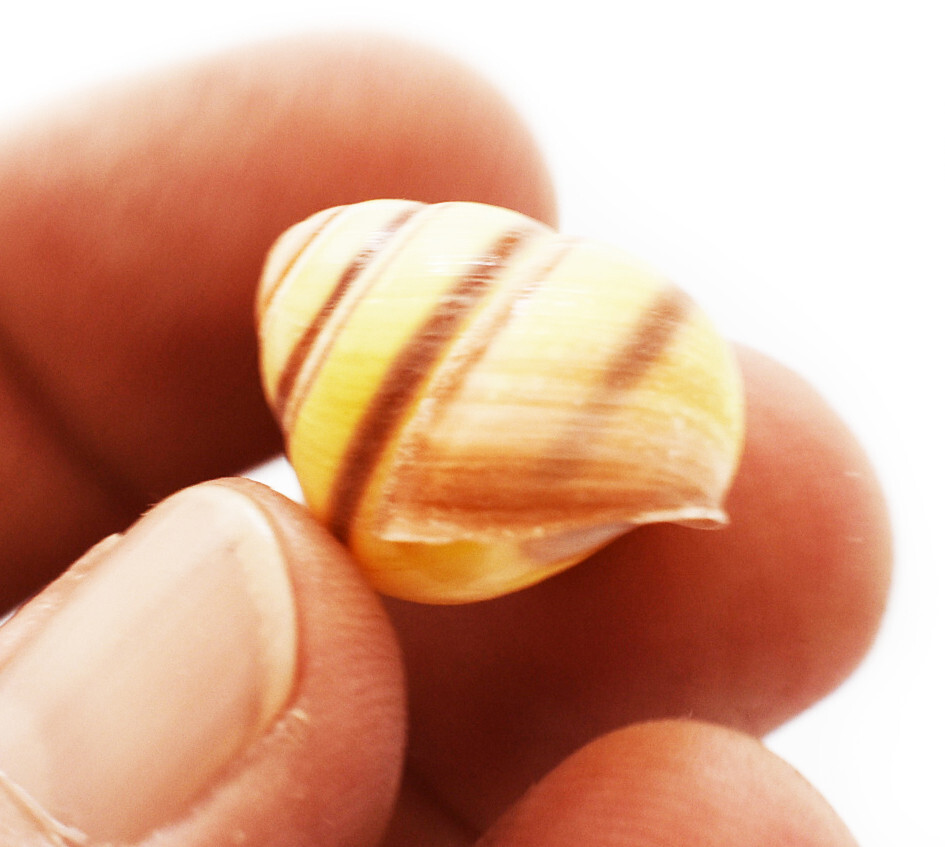 15 Hermit Crab Shells Assorted Natural Seashells SMALL to Medium Beautiful Set