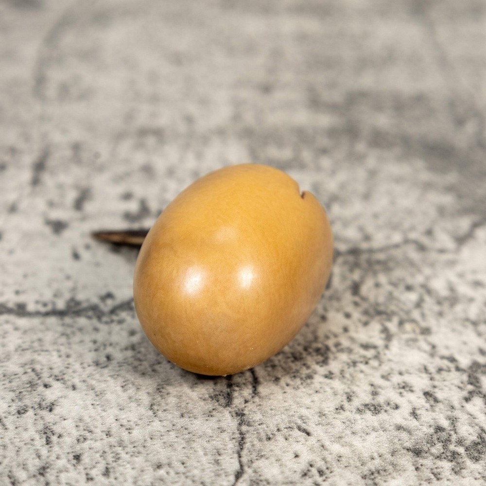 Sea Turtle Emerging From Egg Tagua Carving