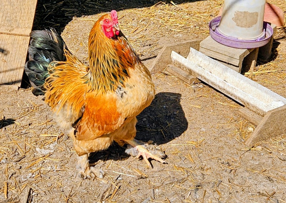 Hatching Eggs Buff Brahma 5+