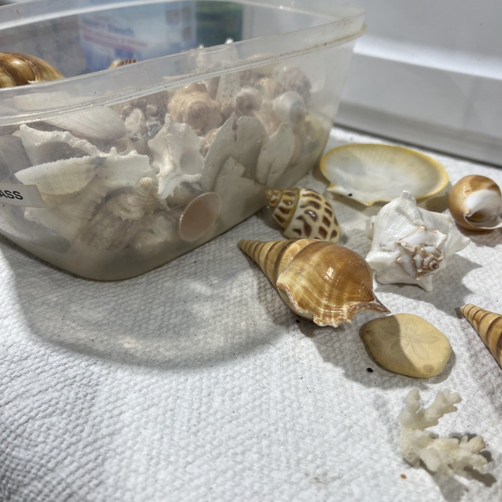 Sea Shells Entire Tub B4
