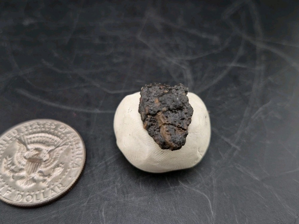 Fossil Dinosaur Permineralized Tooth T-rex 🦖