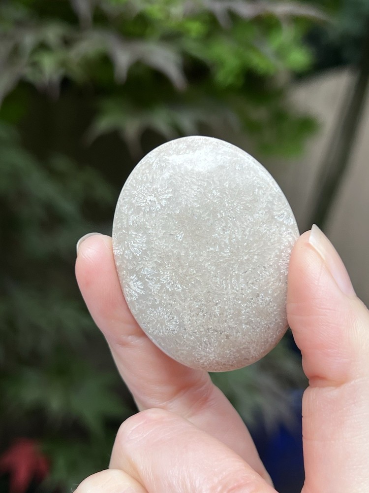 Fossilized Coral Crystal Palmstone AAA+ 7