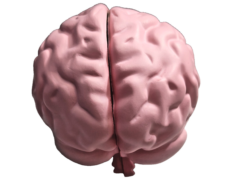 Human Brain Cross Section Foam Model - Educational Anatomy Study Tool - Labeled