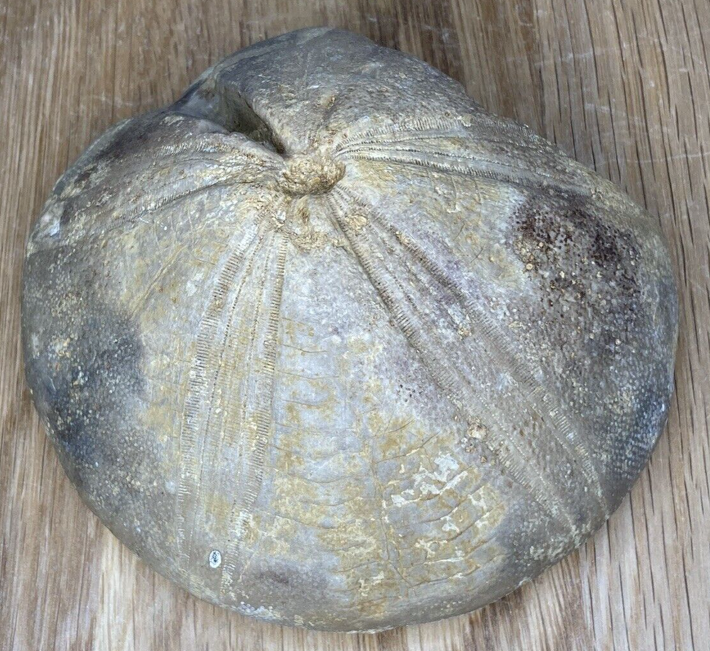 Fossil Specimen, Echinoid, Clypeus Ploti, 101mm