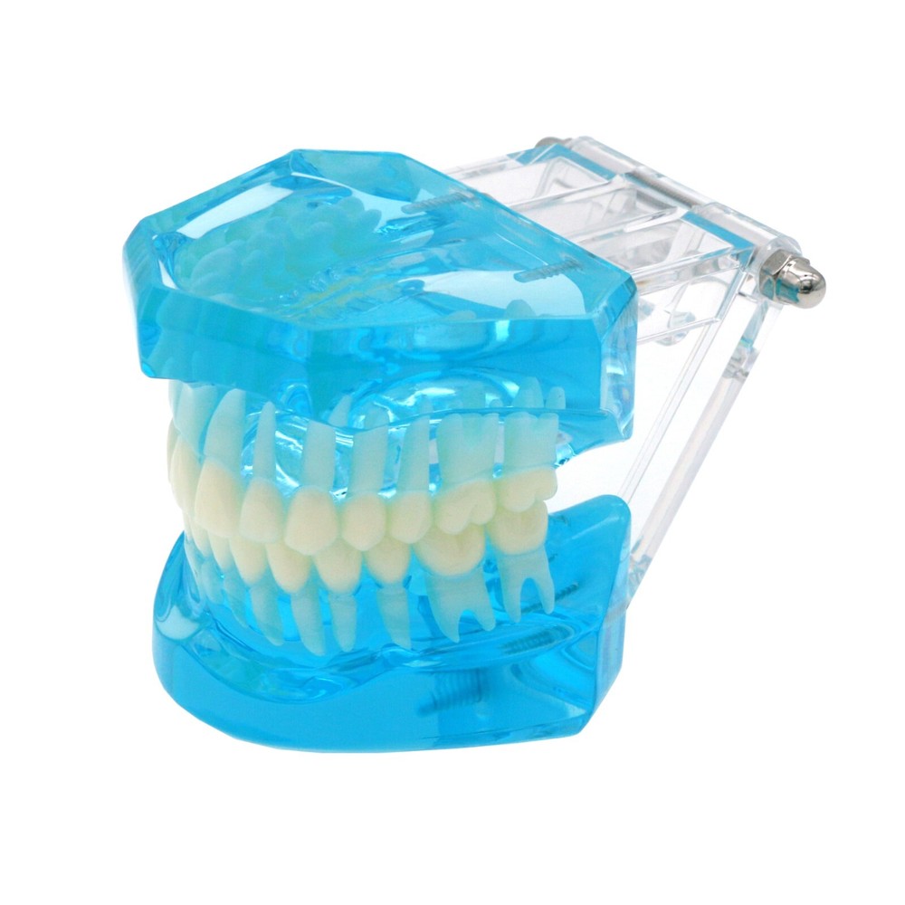 Dental Practice Ortho Typodont Teeth Model for Brushing Standard Teeth Model