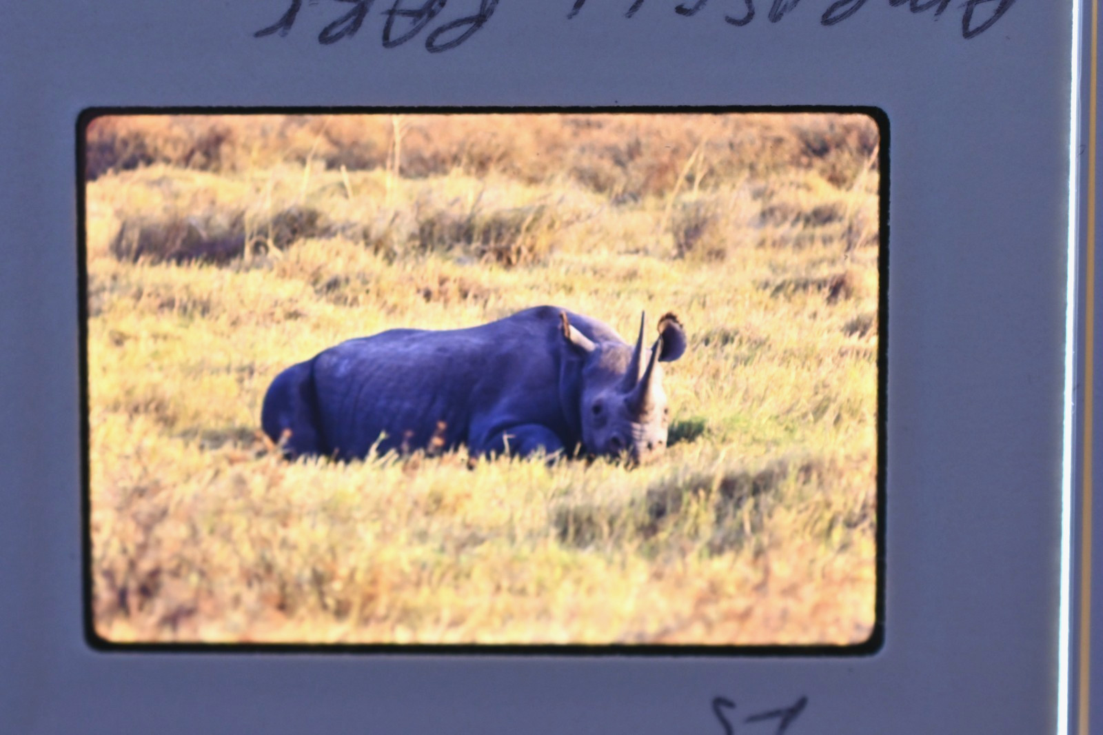 Vintage 1986 Kenya Safari Slides 120 Lot Wildlife Tribal Photo