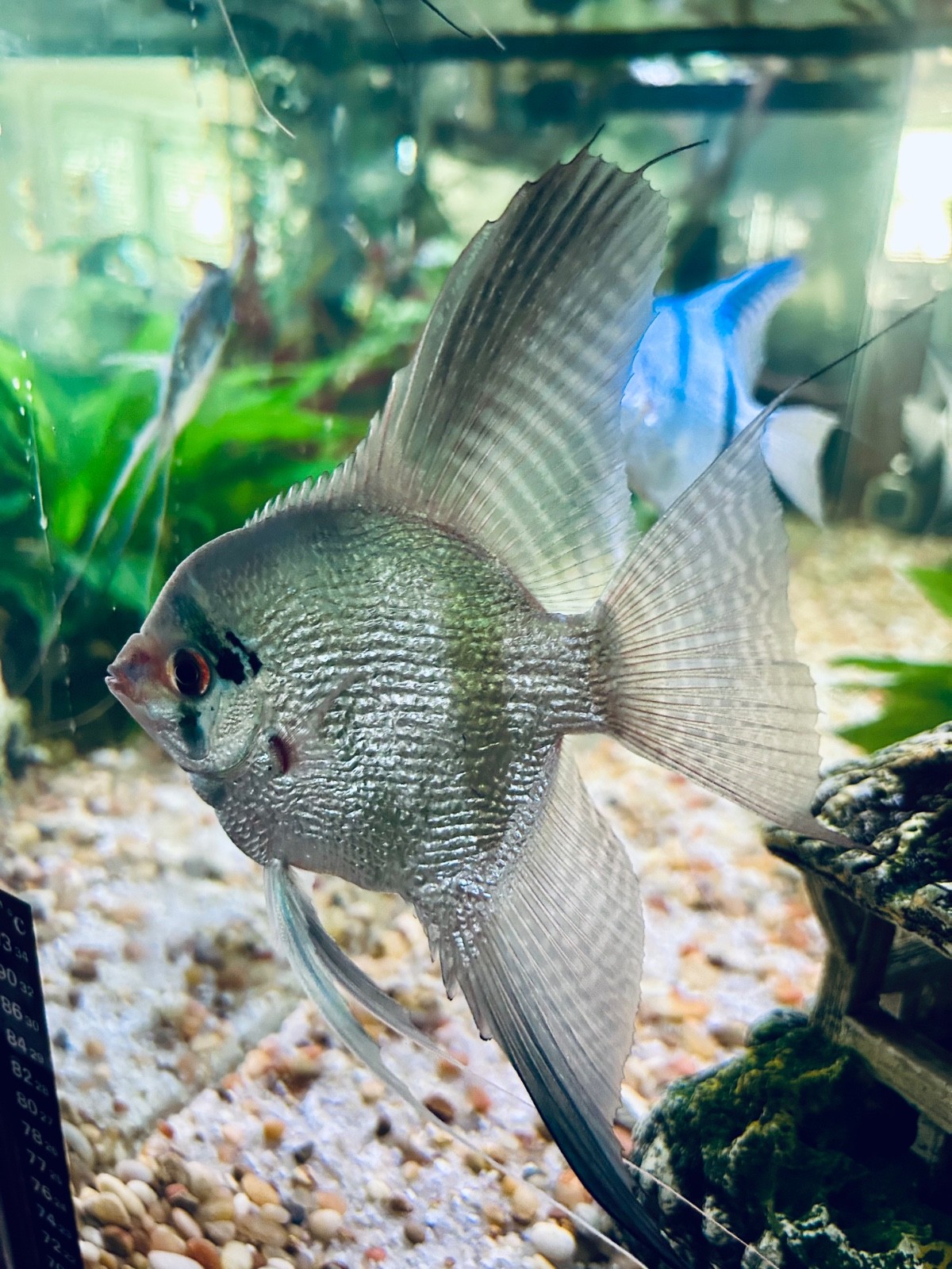 6 + 3 Free PH Blue Angelfish (Zebra/Stripped) Nickel / Quarter