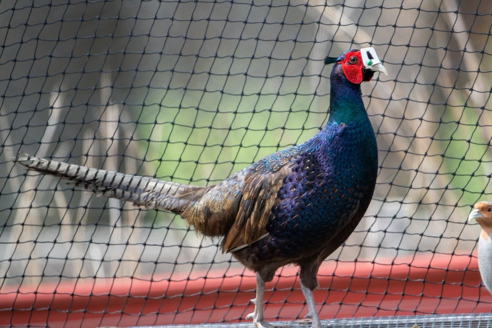 12+ Melanistic Mutant Pheasant Hatching Eggs