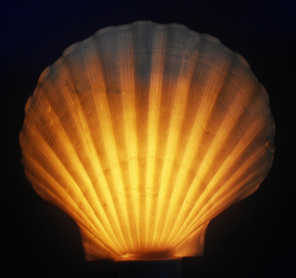Real Seashell Night Light Scallop Shell Decorative Beach Decor 4" On/Off Switch