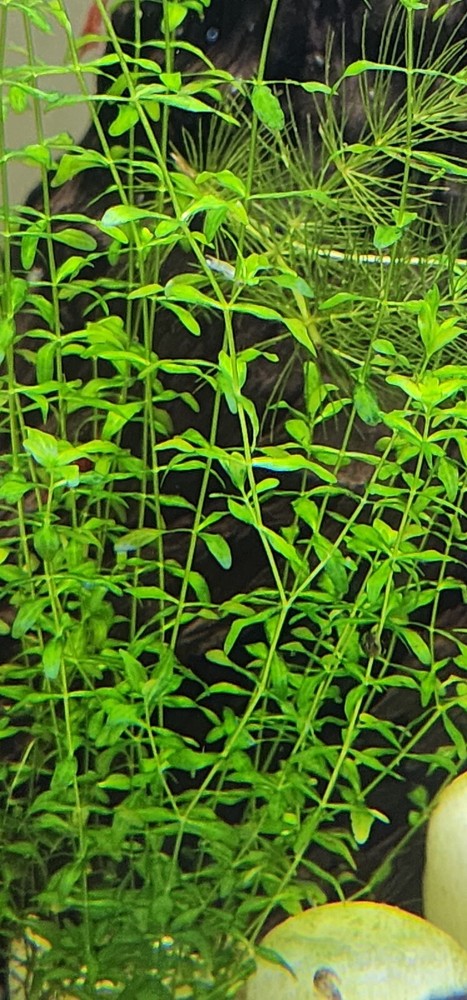 Aquarium plants